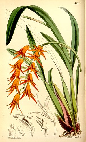 Brassia aurantiaca